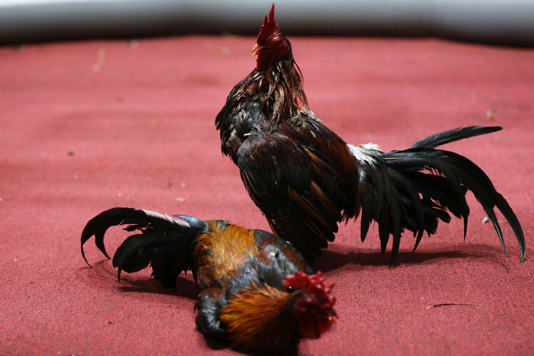 Pelas de gallos